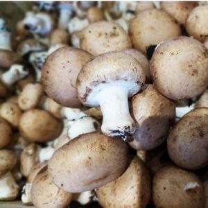 CHAMPIGNON BRUN🇫🇷(250g)