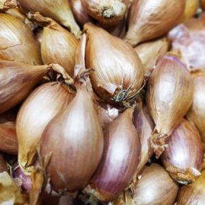 ECHALOTE🇫🇷(100g)