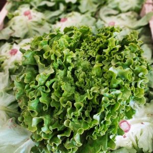 SALADE Batavia🇫🇷(pièce)