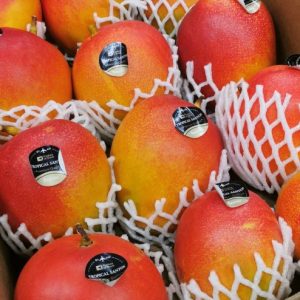 MANGUE Avion(Pièce)