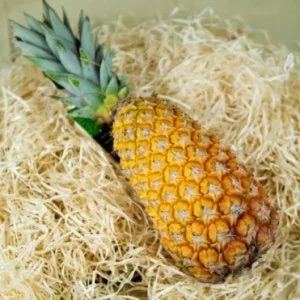 ANANAS Pain de Sucre (le kg)