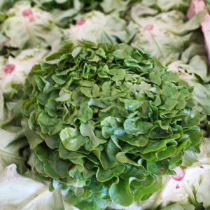 Salade Feuille de chêne blonde🇫🇷(pièce)