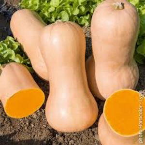 BUTTERNUT🇫🇷(pièce)