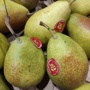 Poire Louise Bonne