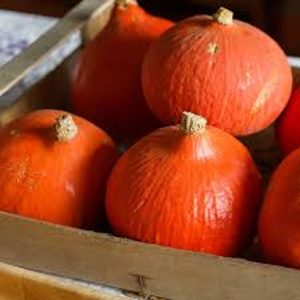 POTIMARRON 🇫🇷(pièce)