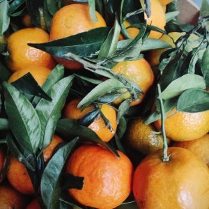 Clementine à feuille du Portugal