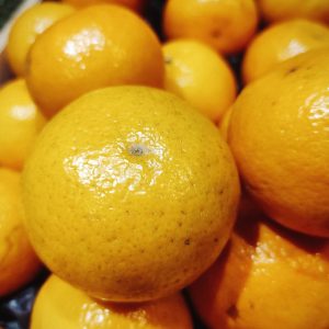 Mandarine Orri