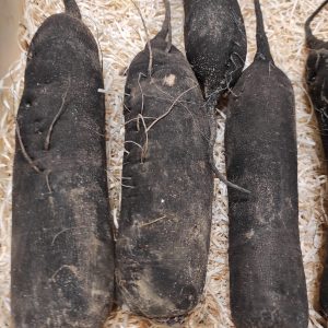 Radis noir🇫🇷(la pièce)