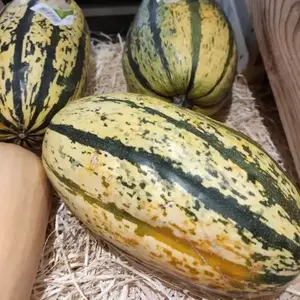 courge spaghetti🇫🇷(pièce)