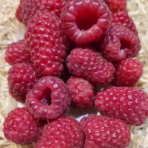 Framboise🇫🇷(125g)